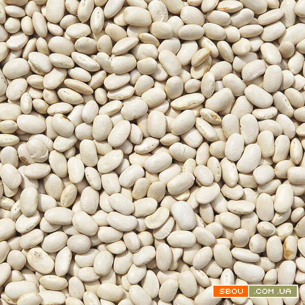 Постійно купуємо квасолю Днепропетровск - изображение 1
