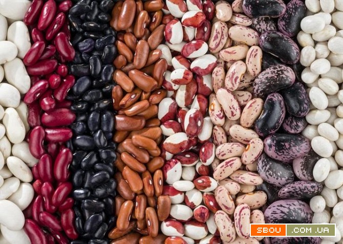 Продаємо насіння квасолі різних сортів . Ужгород - изображение 1