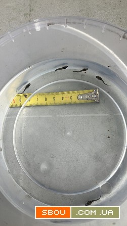 Принимаю заказ на малек осетра, малек стерляди Ирпень - изображение 1