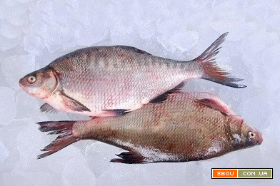 Продаж свіжовиловленої риби оптом Винница - изображение 1