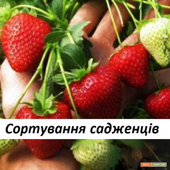 Потрібні працівники на сезонну роботу - сортування саджанців. Львів - изображение 1