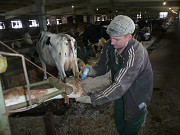 Расчистка и лечение копыт у коров