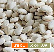 Продаємо насіння (посівмат) квасолі білої дрібної Ужгород - изображение 1