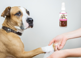 LUCAA+ Pet Probiotic Dermo (Wound) Care - 100 мл Спрей Видаляє забруд