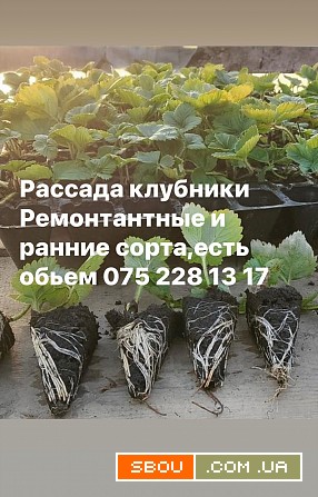 Рассада клубники ремонтантные и ранние Одесса - изображение 1