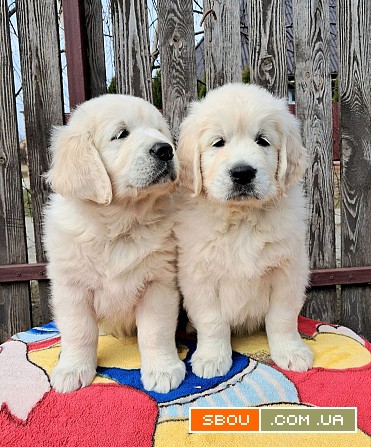 Цуценята золотистого ретрівера Винница - изображение 1
