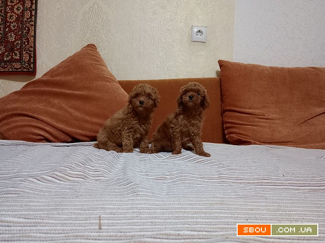Щенята той пуделя Киев - изображение 1