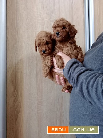 Щенята той-пуделята Київ - изображение 1