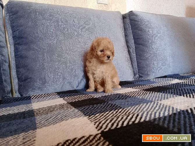 Щенок той-пудель, абрикос Київ - изображение 1