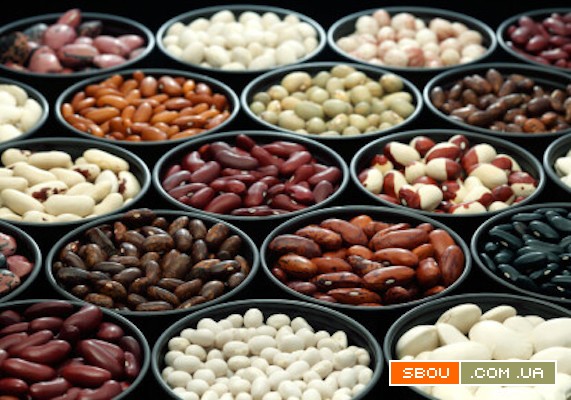 Посівмат квасолі. Насіння квасолі. Житомир - изображение 1