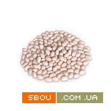 Купуємо оптом різні сорти квасолі для консервування Ивано-Франковск - изображение 1