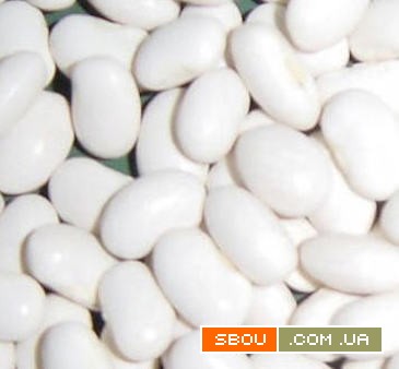 Закуповуємо оптом різні сорти квасолі Одесса - изображение 1