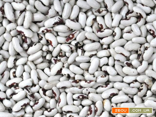 Квасоля на продаж. Великий асортимент. Опт. Суми - изображение 1