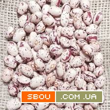 Продаж насіння квасолі. Посівний матеріал квасолі. Опт Харків - изображение 1