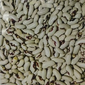 Насіння квасолі для посіву — якісний матеріал від виробника