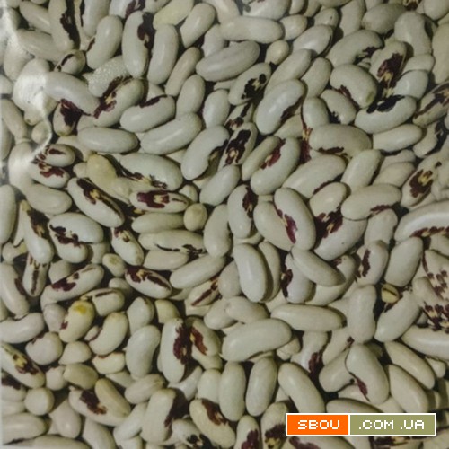 Насіння квасолі для посіву — якісний матеріал від виробника Запорожье - изображение 1