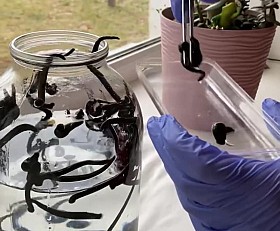 Гірудотерапія - лікування у санаторії "Хмільник"