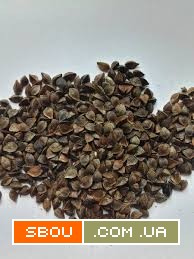 Посівна гречка гуртом. Стабільна врожайність Івано-Франківськ - изображение 1