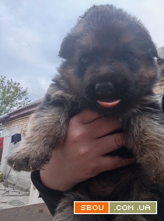 Продам цуценят німецької вівчарки Кропивницкий - изображение 1