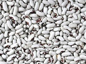 Сортова квасоля. Опт. Поставка по Україні