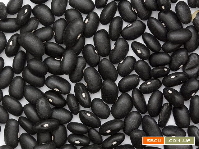 Квасоля оптом. Великий вибір сортів Харків - изображение 1