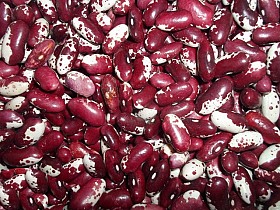 Сортова квасоля гуртом. Асортимент понад 20 сортів