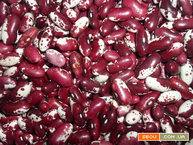 Сортова квасоля гуртом. Асортимент понад 20 сортів Хмельницкий - изображение 1