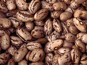 Купуйте сортову квасолю гуртом — якість, підтверджена досвідом