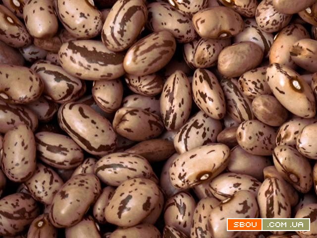 Купуйте сортову квасолю гуртом — якість, підтверджена досвідом Чернівці - изображение 1