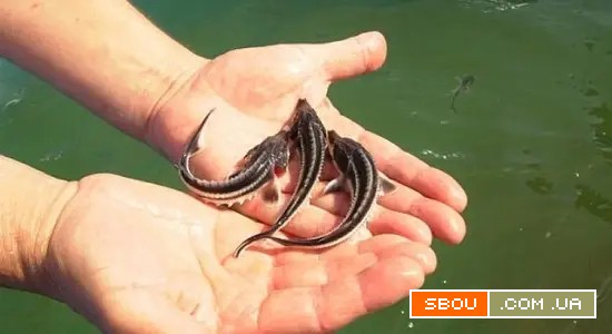 Продам русского малька Ирпень - изображение 1