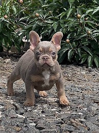 Хлопчик Ізабела Тан