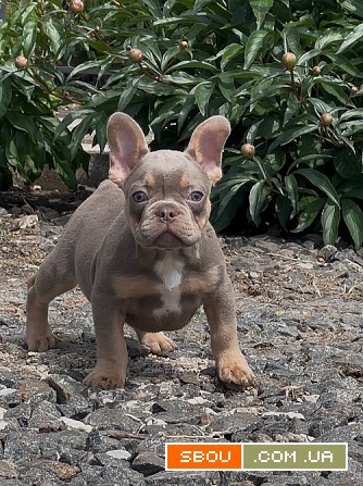 Хлопчик Ізабела Тан Луцк - изображение 1