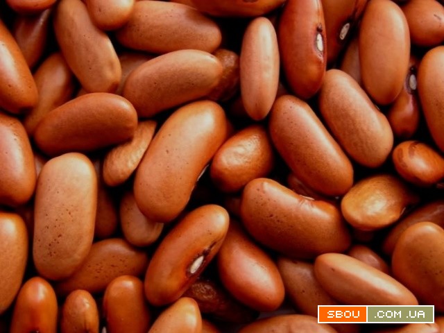 Сортова квасоля від виробника — понад 20 перевірених сортів у наявност Одесса - изображение 1