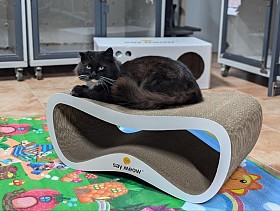 Котоготель у центрі Києва – турбота, комфорт і любов для вашого улюбле