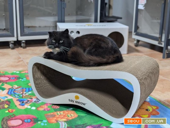 Котоготель у центрі Києва – турбота, комфорт і любов для вашого улюбле Киев - изображение 1