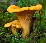 Екстракт Лисичек полисахаридов 50%