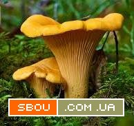 Екстракт Лисичек полисахаридов 50% Одесса - изображение 1