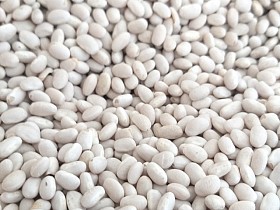 Квасоля від виробника - понад 20 перевірених сортів