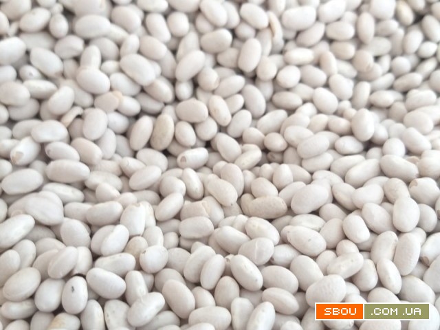 Квасоля від виробника - понад 20 перевірених сортів Ровно - изображение 1