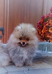 Померанский шпиц мини — элитные щенки из профессионального питомника