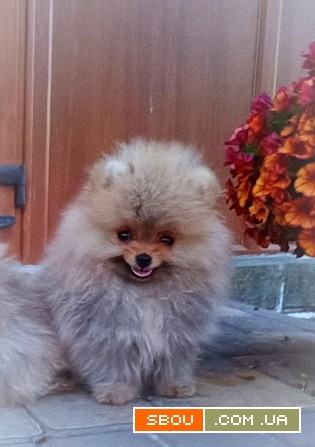 Померанский шпиц мини — элитные щенки из профессионального питомника Кропивницкий - изображение 1