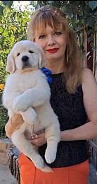 Цуценята золотистого ретрівера Ot Bahur