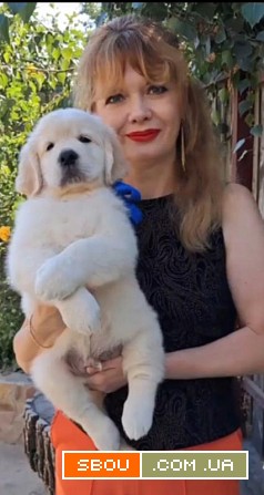 Цуценята золотистого ретрівера Ot Bahur Киев - изображение 1