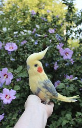 Корелла попугай іграшка валяна з шерсті хендмєйд птичка інтерєрна пода