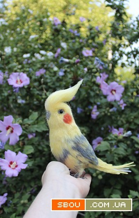 Корелла попугай іграшка валяна з шерсті хендмєйд птичка інтерєрна пода Одесса - изображение 1