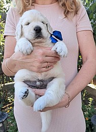 Золотистого ретрівера цуценята Ot Bahur.Документи КСУ