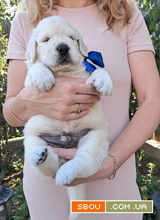 Золотистого ретрівера цуценята Ot Bahur.Документи КСУ Киев - изображение 1