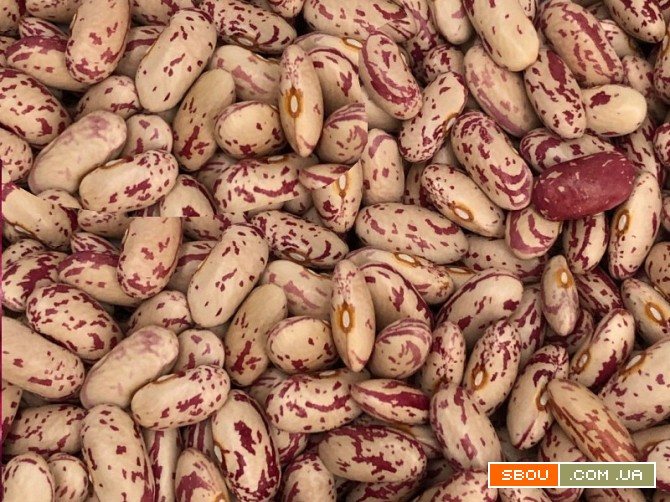 Квасоля оптом. Різні сорти в наявності Київ - изображение 1