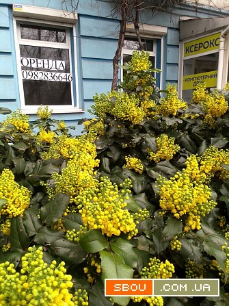 Здам приміщення в оренду Запоріжжя - изображение 1