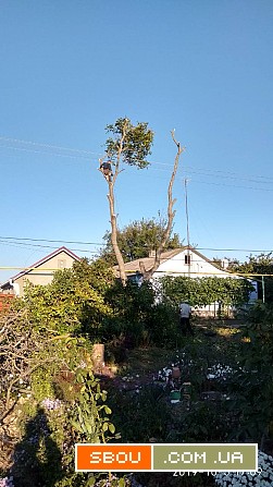 Спилим обрежем деревья, удалим поросли Одесса - изображение 1